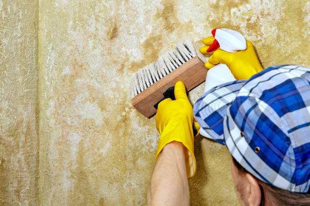 Professional Mold Removal in Gothenburg, NE