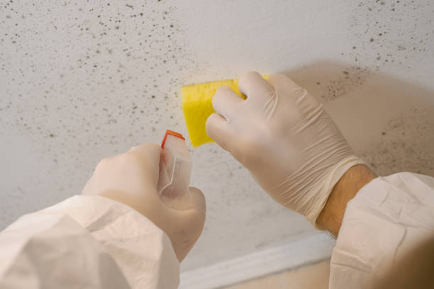 Best Asbestos and Lead Testing During Mold Inspection  in Gothenburg, NE