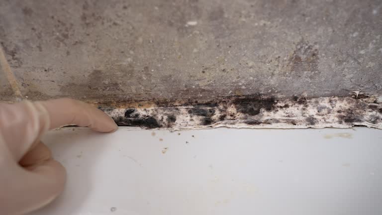 Best Real Estate Mold Inspection  in Gothenburg, NE